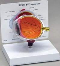 Eye Pharmaceutical and Anatomical Model Gifts